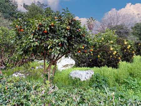 Orange tree with ripe fruits on the background of the green grass.の写真素材