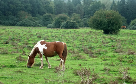 Piebald Horse Grazing in a Green, Wooded Meadowの写真素材