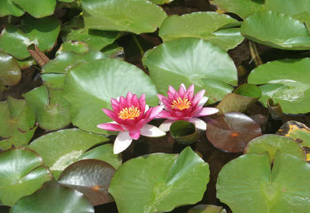 A pair of water lilies in Mallorca, Spainの写真素材