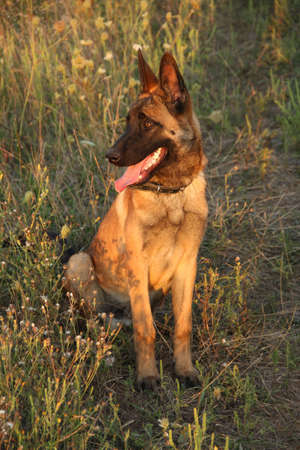 A young Malinois dog in the wildの写真素材