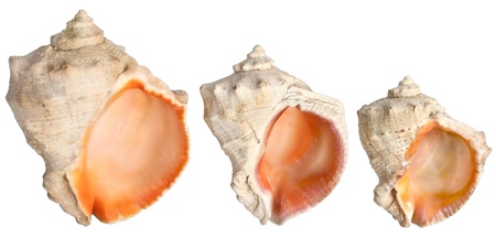 Three shells isolated.