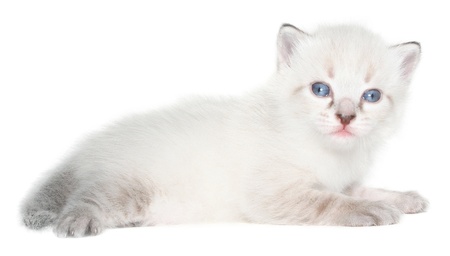 Small kitten isolated.の写真素材