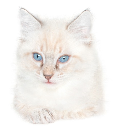 Small kitten isolated.の写真素材