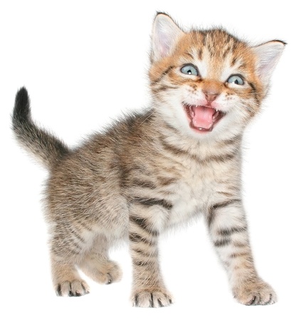 Small kitten on a white background.の写真素材