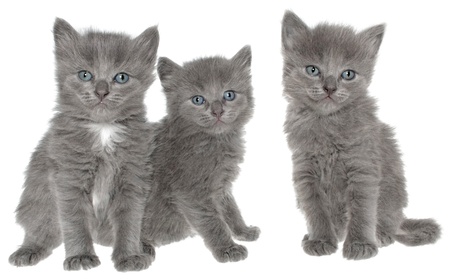 Three kittens on a white background.の写真素材