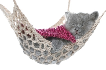 Cute gray kitten under a blanket asleep in a hammock on a white background の写真素材