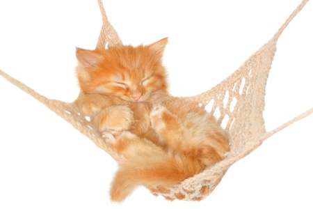 Cute red haired kitten sleeping in hammock on a white background.の写真素材
