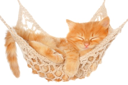 Cute red haired kitten sleeping in hammock on a white background.の写真素材