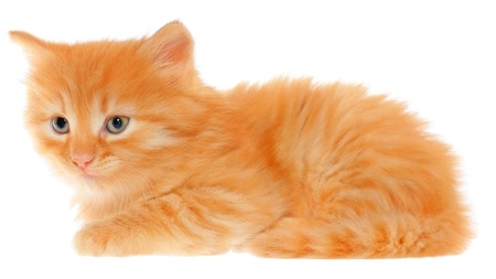 Orange kitten lays on a side view isolated.の写真素材