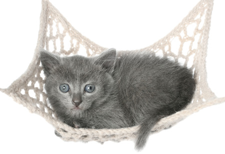 Cute gray kitten lying in hammock on a white background.の写真素材