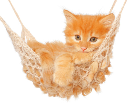 Cute red-haired kitten in hammock on a white .の写真素材