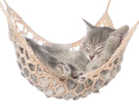 Cute striated kitten sleeping in hammock on a white background.の写真素材