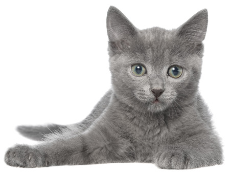 Small gray kitten lay isolated on white background.の写真素材
