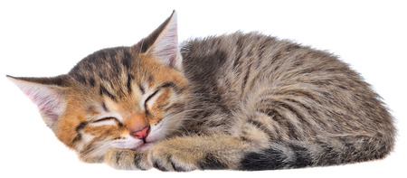 Short Hair brindle kitten sleep on a white background.の写真素材