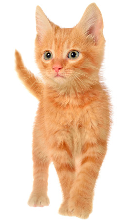 Orange kitten goes on a isolated.の写真素材