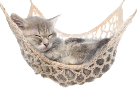 Cute striated kitten sleeping in hammock on a white background.の写真素材