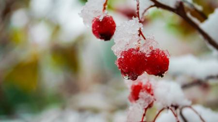 Close up of snow covered branch of a hawthorn.の写真素材