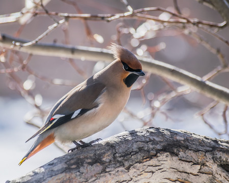 Bird waxwing in early spring in the natural habitat.
