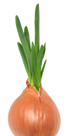 Green germinated onion isolated on a white background.の写真素材