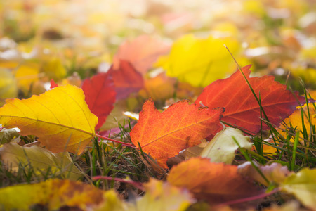 Leaves in various autumnal colors; Fall foliage