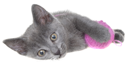 Small gray shorthair kitten lay and plays with ball of yarn isolated on white background.の写真素材