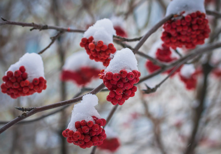 Snow-covered branches of red mountain ash on a cold winter day.の写真素材
