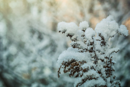 Dry plant covered with snow on a frosty winter day in the outdoor.の写真素材