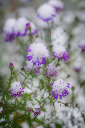 Flower of alpine asters under snow in the garden in late fall close up.の写真素材