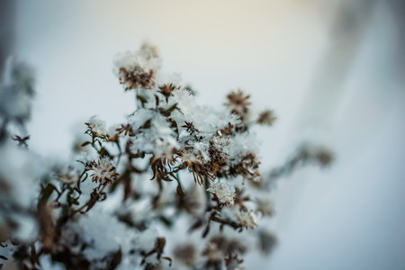 Dry plant covered with snow on a frosty winter day in the outdoor.の写真素材