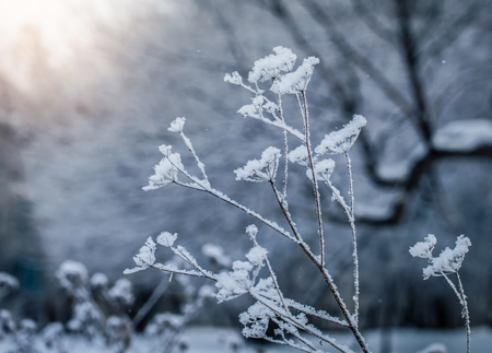 Dry plant covered with snow on a frosty winter day in the outdoor.の写真素材