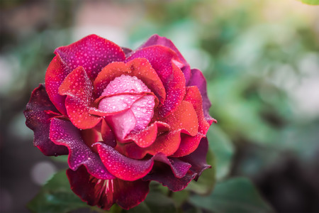 Rose flower close up on a green blurred background.の写真素材
