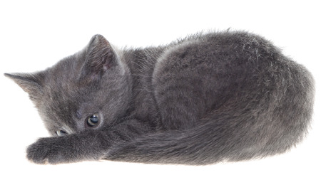 Frightened gray kitten lay isolated on white background.の写真素材