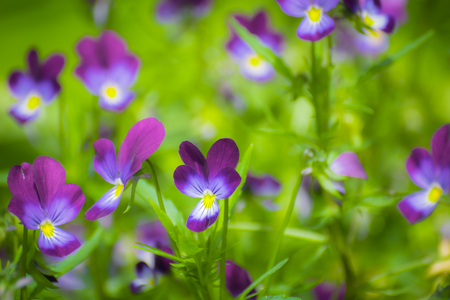 Bright flowers of violets in the garden against the backdrop of greenery.