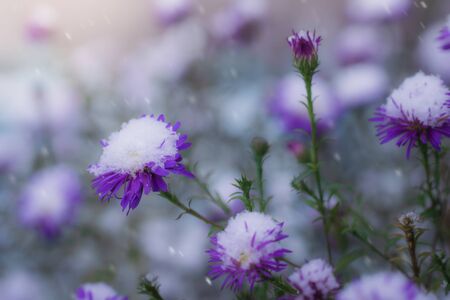 Flower of alpine asters under snow in the garden in late fall close up.の写真素材