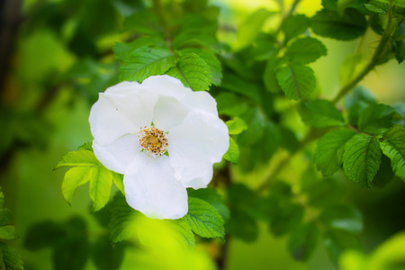 Blooming white wild rose spring day close-up on a blurred background.の写真素材