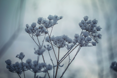 Dry plant covered with snow on a frosty winter day in the outdoor.の写真素材