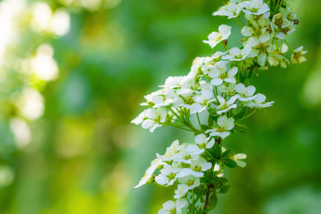 Blooming spirea on a spring day close-up outdoors.の写真素材