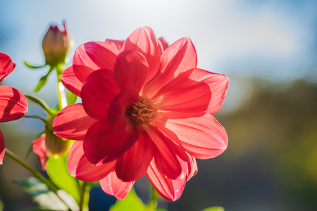 flowering red dahlias in the garden on a blurred backgroundの写真素材