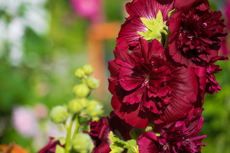 Purple mallow in sunny day on a blurred background;の写真素材