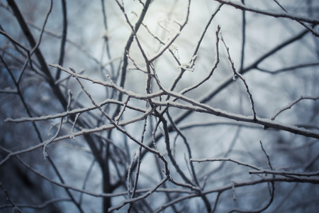 Snow-covered branches of trees on a frosty winter day.の写真素材