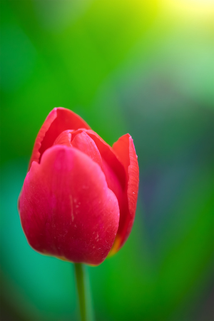 Red flower tulip close up on a blurred background.の写真素材