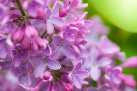 Branch of blossoming lilac on a sunny day close up on a blurred background.の写真素材