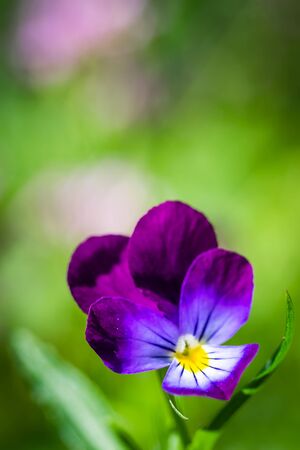Bright flowers of violets in the garden against the backdrop of greenery. の写真素材