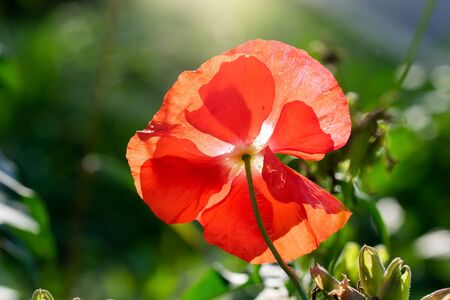 Red poppy flower against the rays of the setting sun on a summer day.の写真素材