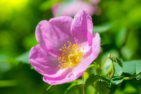 Blooming pink wild rose spring day close-up on a blurred background.の写真素材