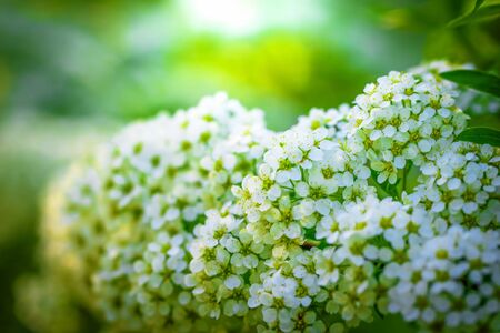 Blooming spirea on a spring day close-up outdoors.の写真素材