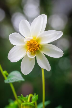 Beautiful view of the flowering dahlias in the gardenの写真素材