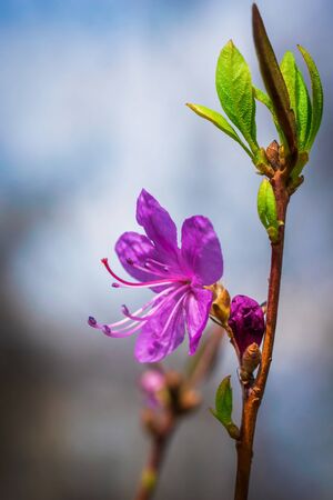 Spring flowering pink almond macro.の写真素材