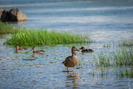 Wild ducks on a summer sunny day in the river.の写真素材