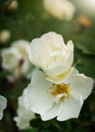 Blooming white rosehip spring day close-up on a blurred background.の写真素材